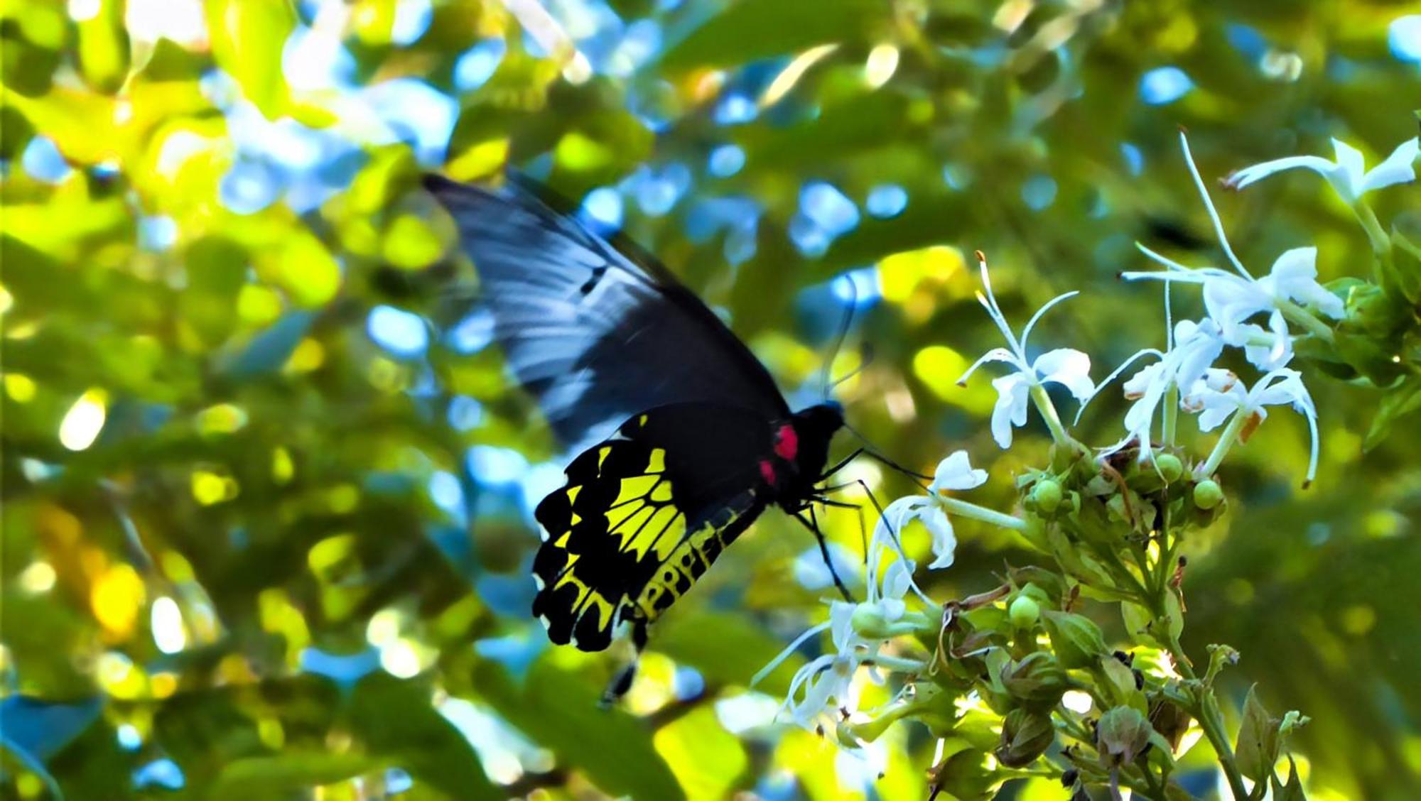 Singharaja Garden Agro Eco Lodge Pelawatta  外观 照片