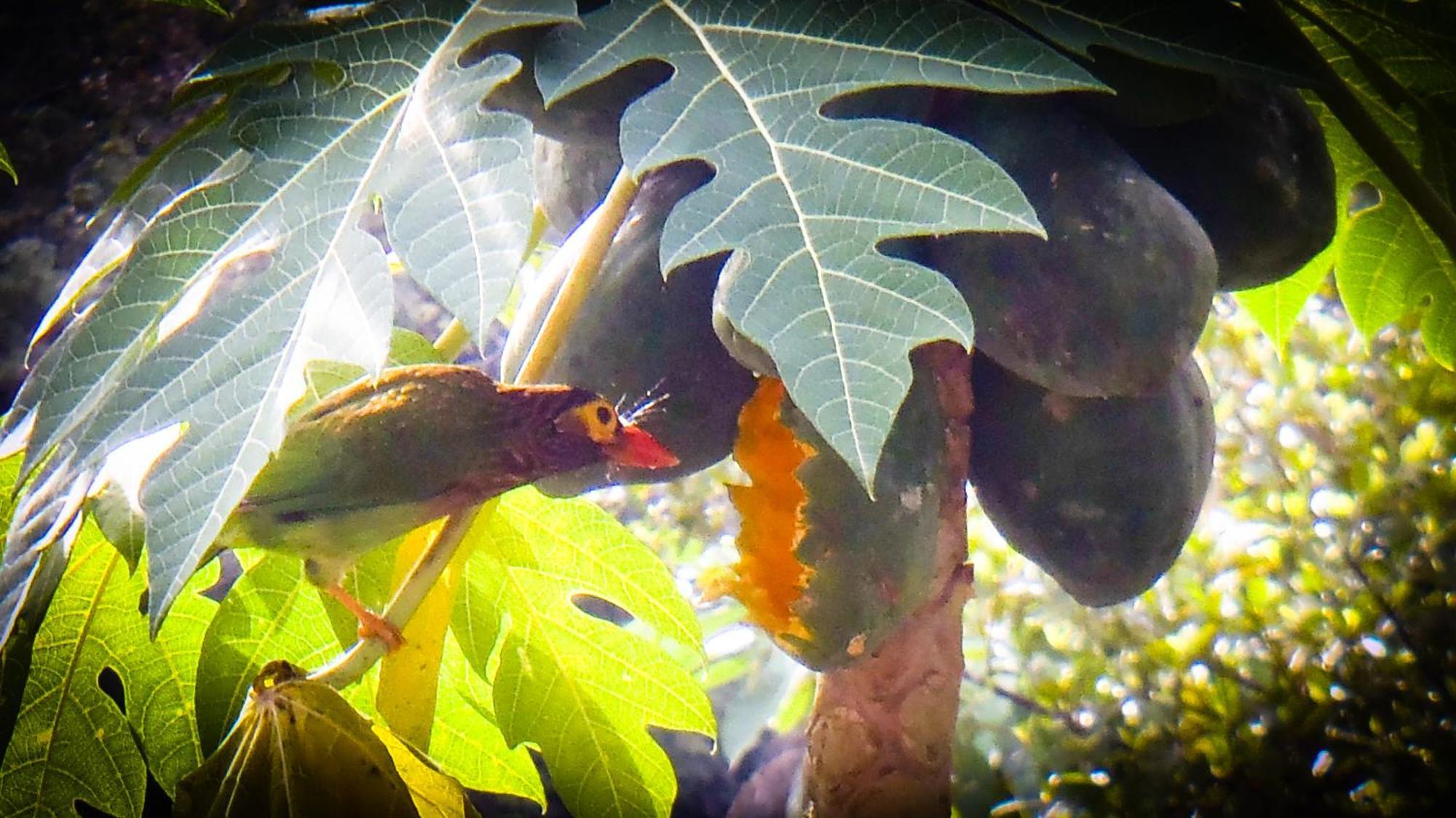 Singharaja Garden Agro Eco Lodge Pelawatta  外观 照片