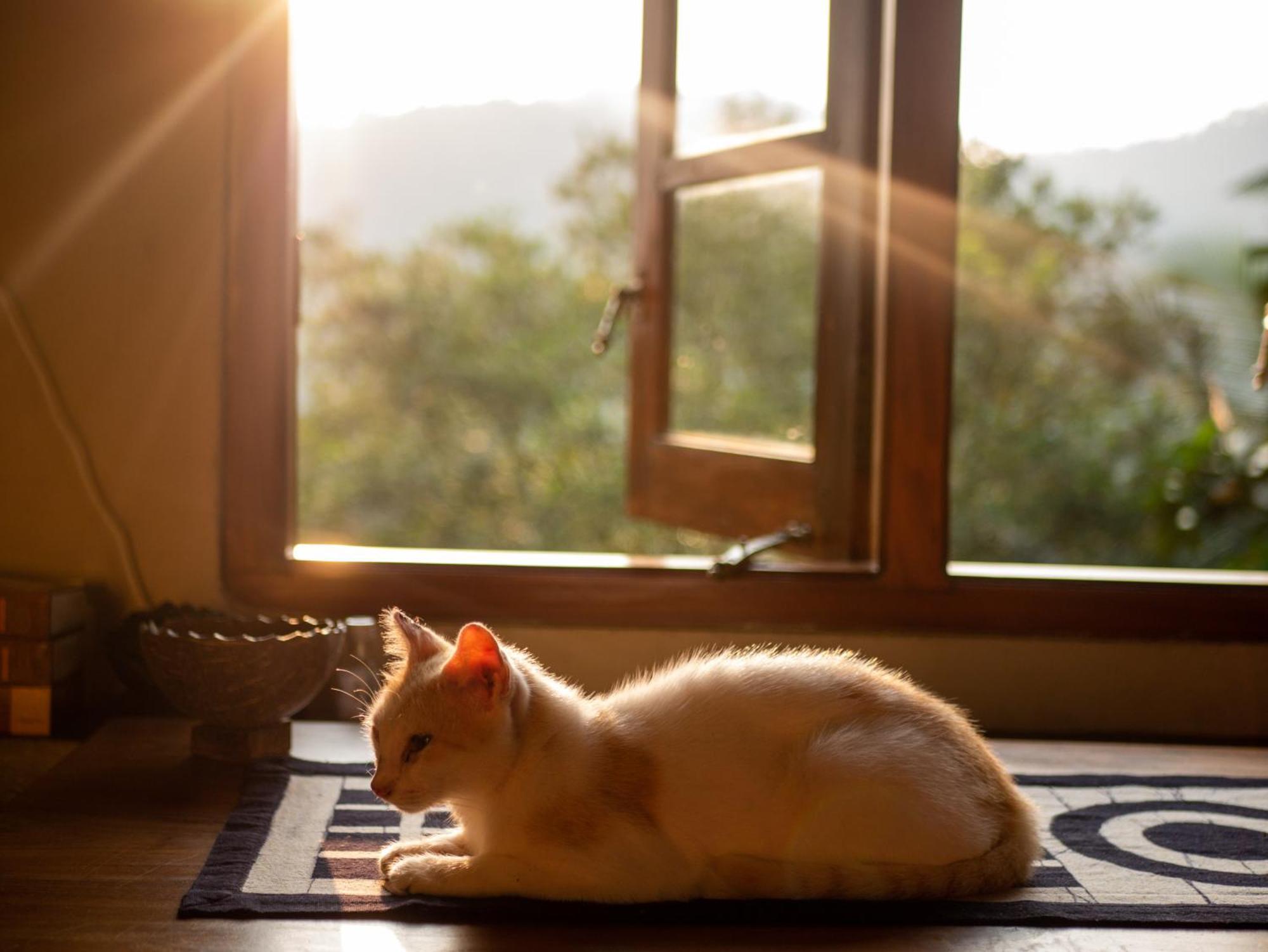 Singharaja Garden Agro Eco Lodge Pelawatta  外观 照片
